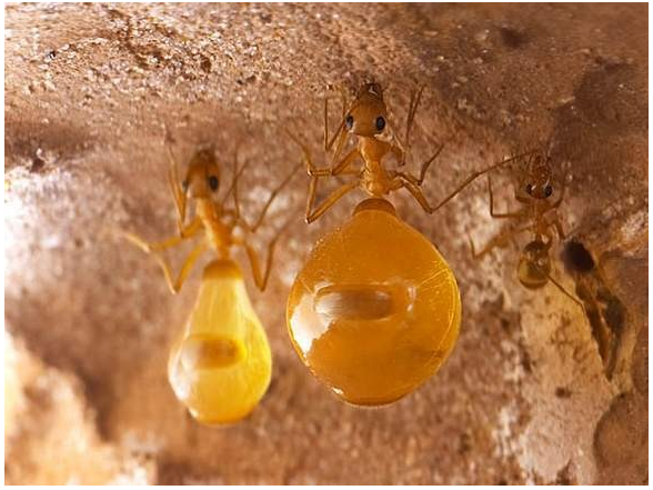 Myrmecocystus mexicanus